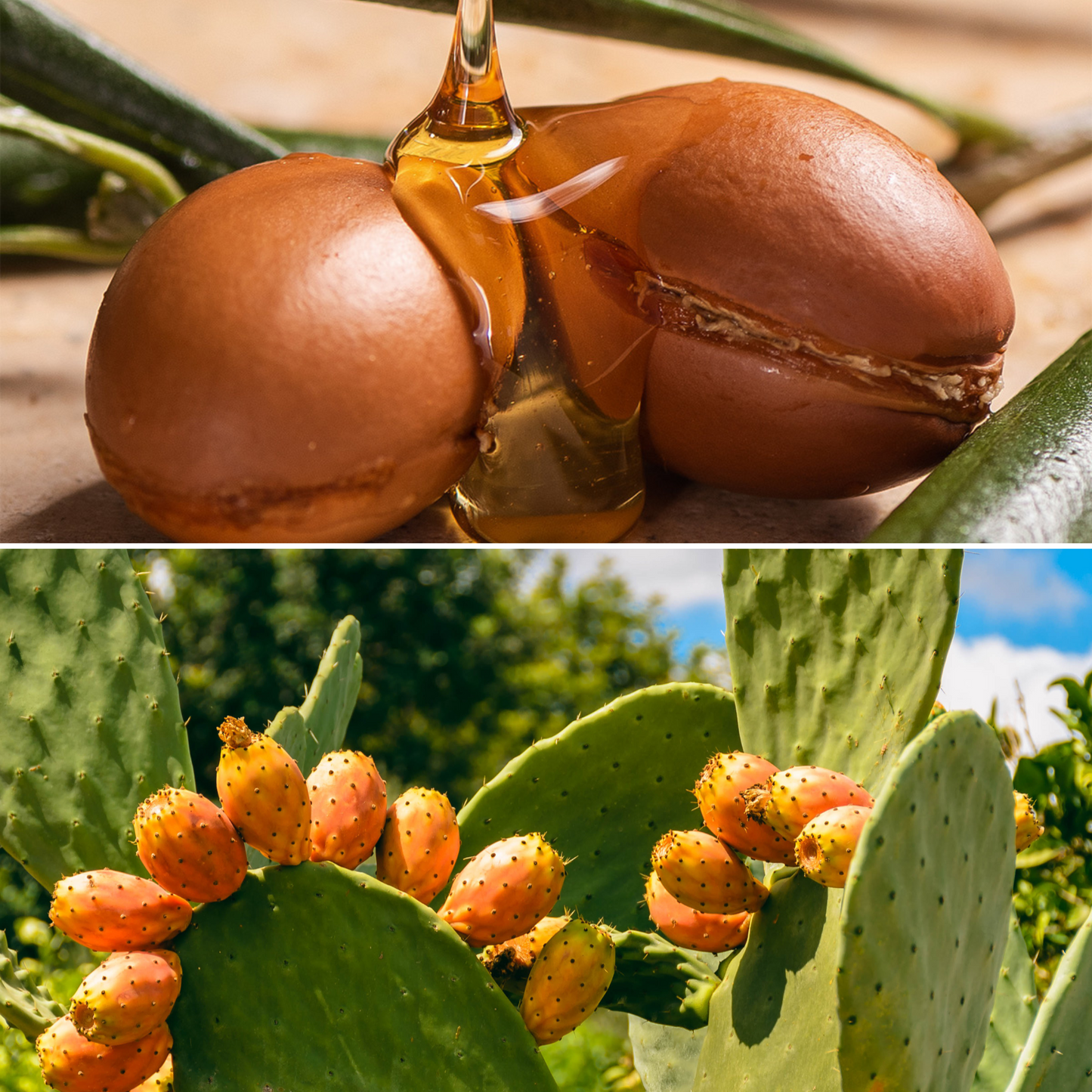 Huile d’argan 50ml + Huile de pépins de figue de barbarie 30ml